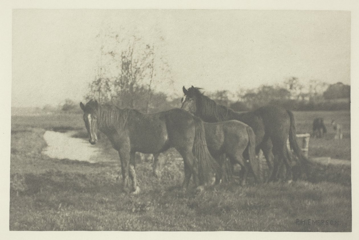 Źrebięta na bagnach Norfolk autorstwa Peter Henry Emerson