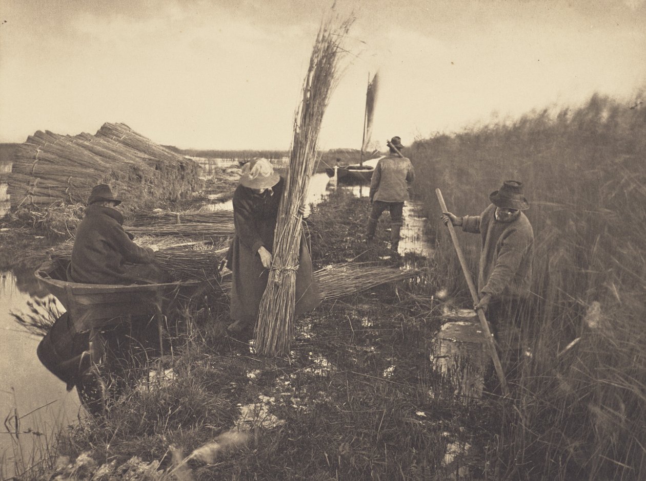 Podczas zbioru trzcin autorstwa Peter Henry Emerson