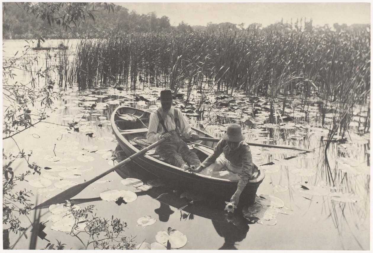 Zbieranie lilii wodnych autorstwa Peter Henry Emerson