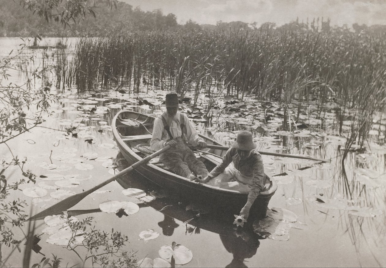 Zbieranie lilii wodnych autorstwa Peter Henry Emerson