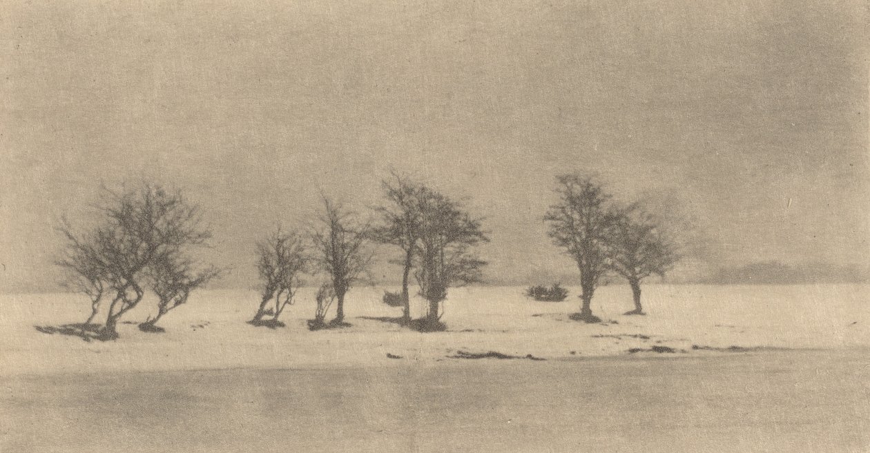 Sękate Ciernie Drzewa 1890, druk ok. 1895. autorstwa Peter Henry Emerson