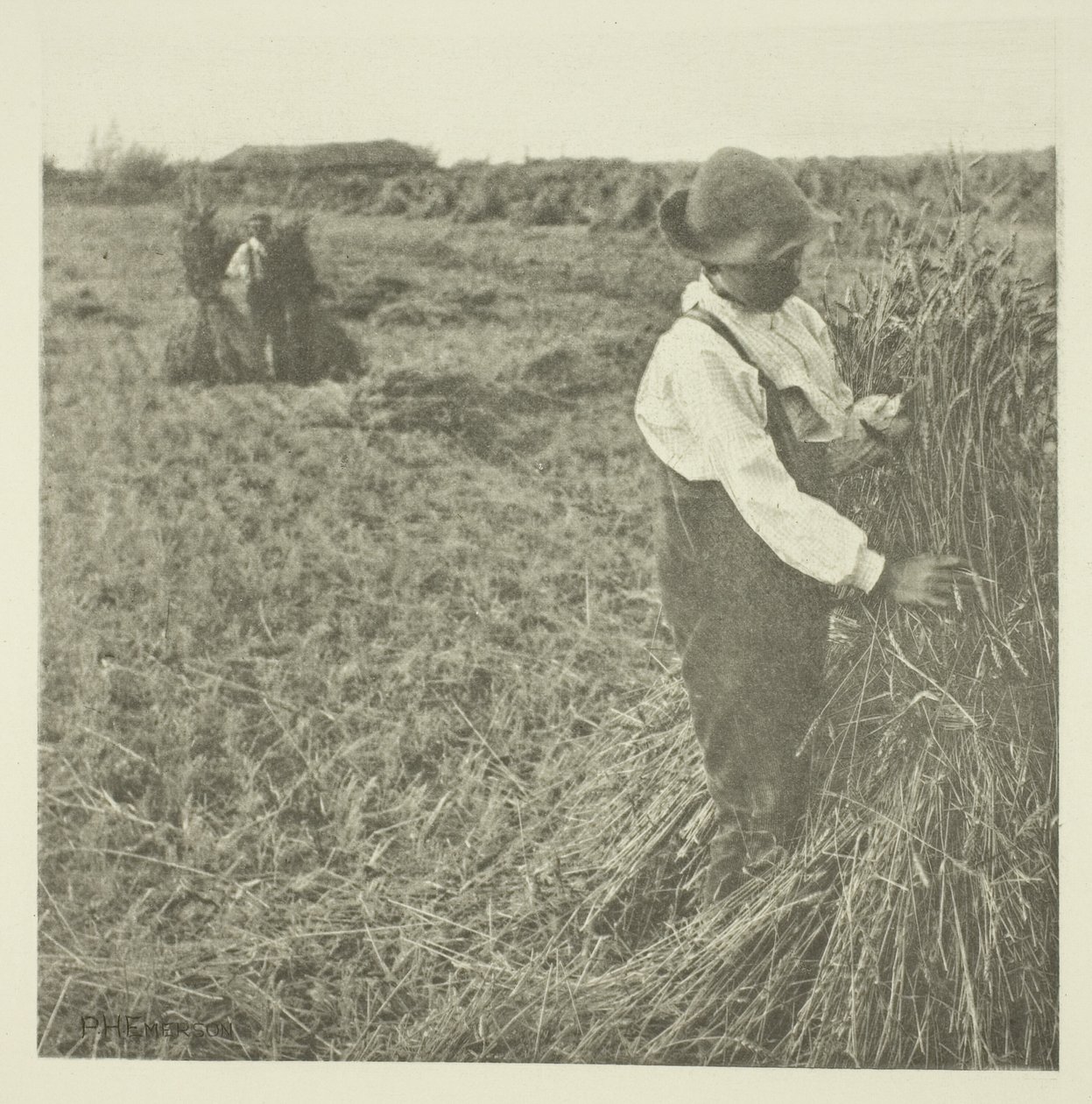 Szokująca Kukurydza (Norfolk) autorstwa Peter Henry Emerson