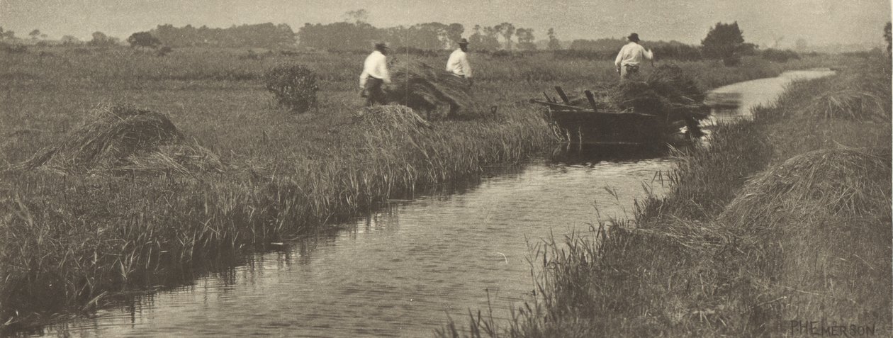 Zbiory turzycy autorstwa Peter Henry Emerson