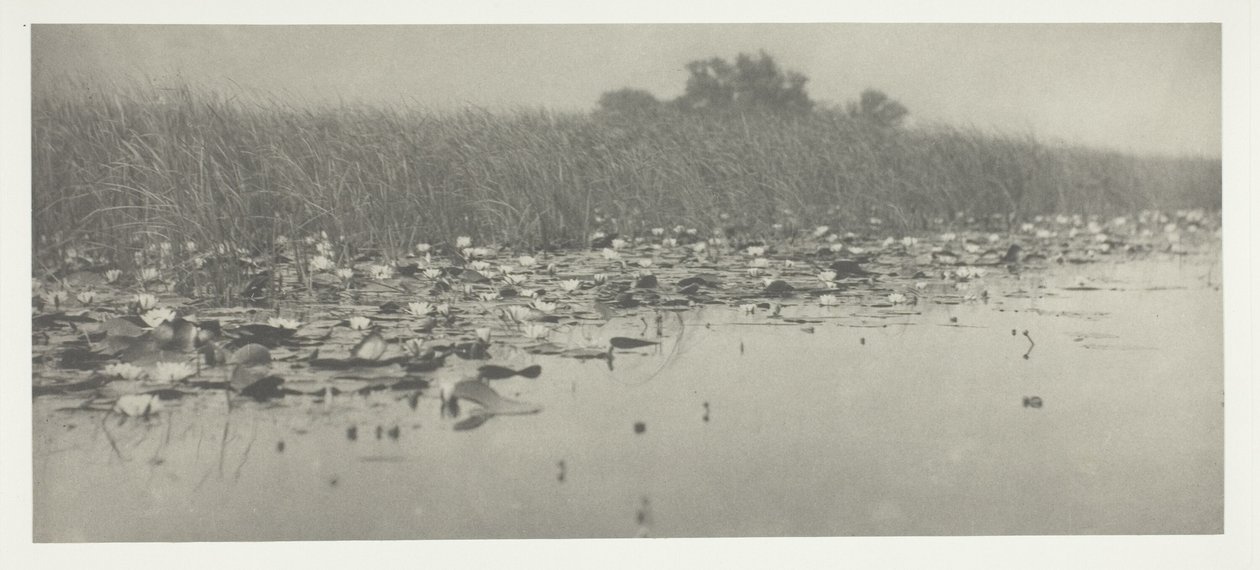 Lilie wodne autorstwa Peter Henry Emerson