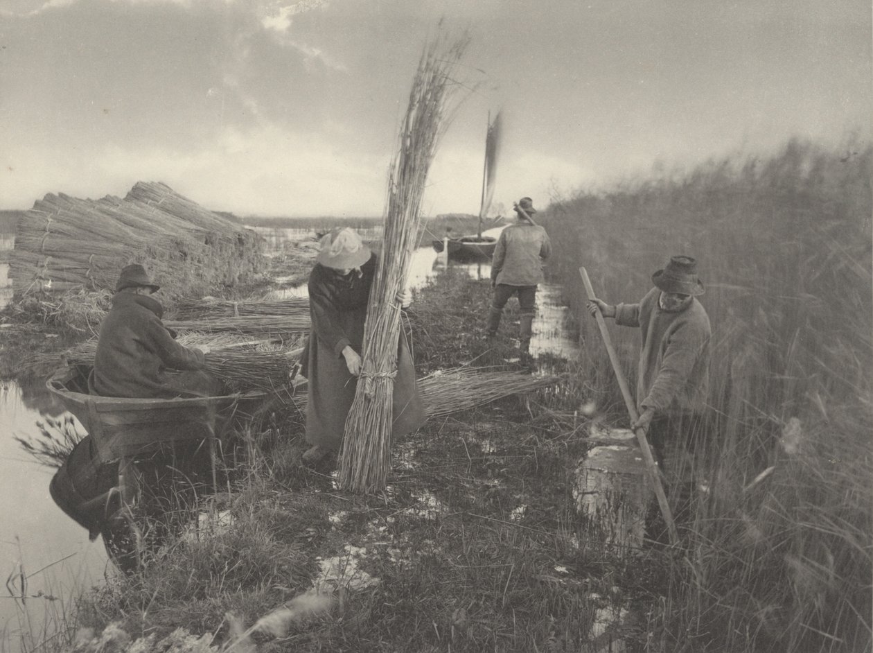 Podczas trzcinowych żniw autorstwa Peter Henry Emerson and T.F. Goodall