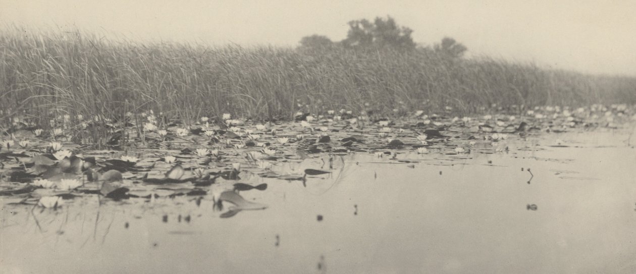 Lilie wodne autorstwa Peter Henry Emerson and T.F. Goodall