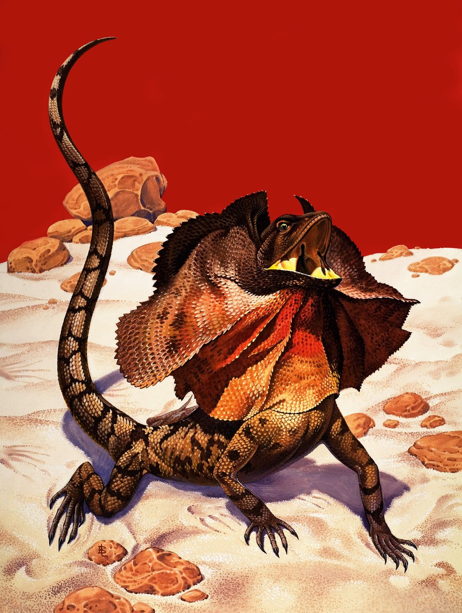 Frilled Lizard (gwasz na papierze) autorstwa Peter Jackson