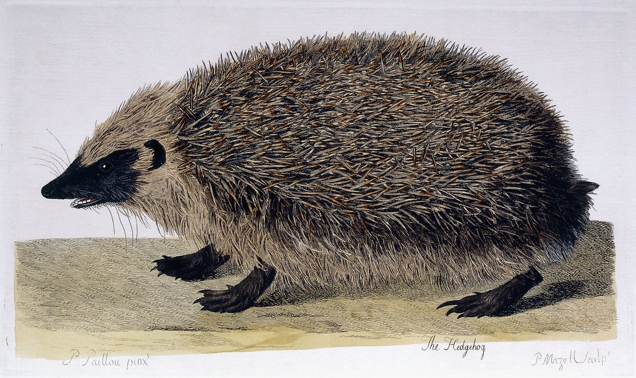 Jeż, 1761-1766 autorstwa Peter Paillou
