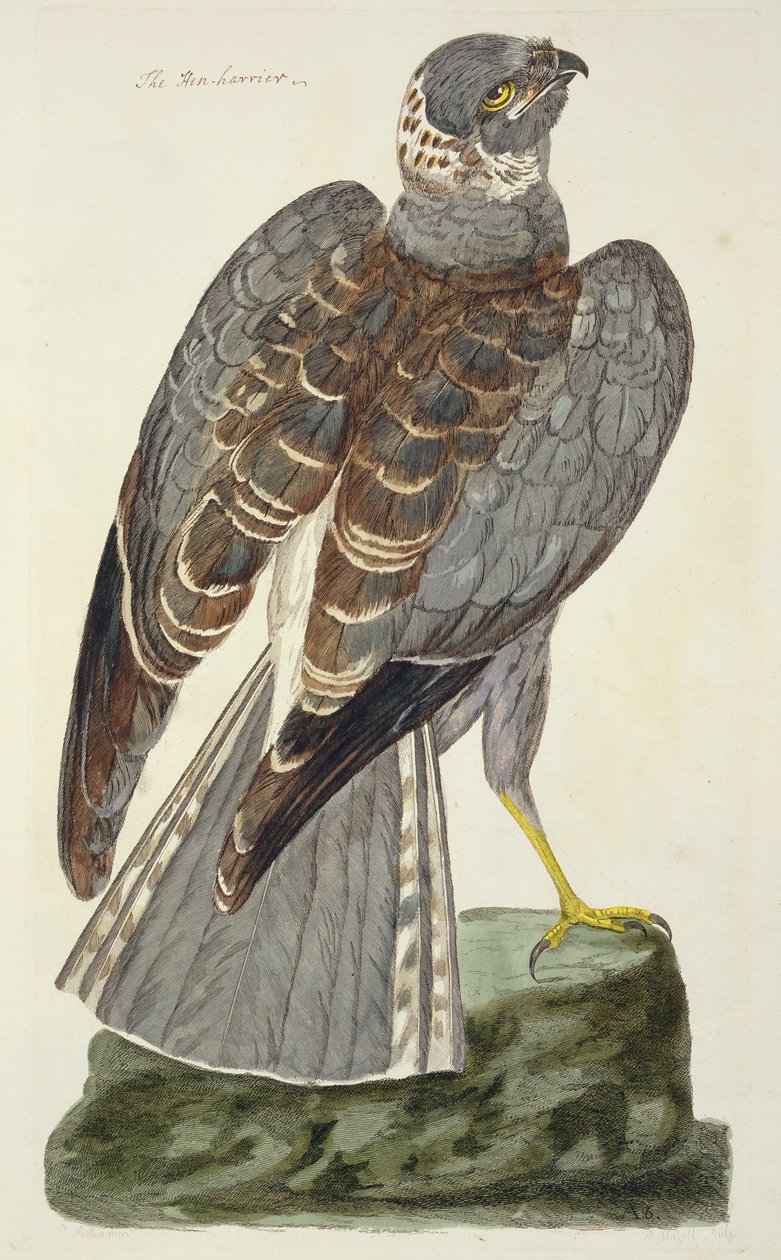 Talerz z kury błotnej (Circus cyaneus) z 