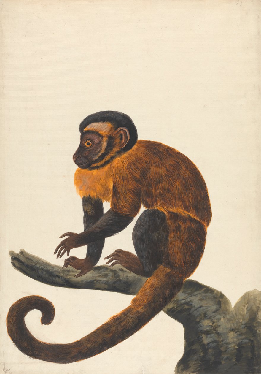 Kapucyn autorstwa Peter Paillou the younger