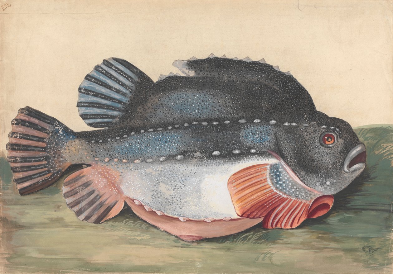 Lumpsucker (Mężczyzna) autorstwa Peter Paillou the younger