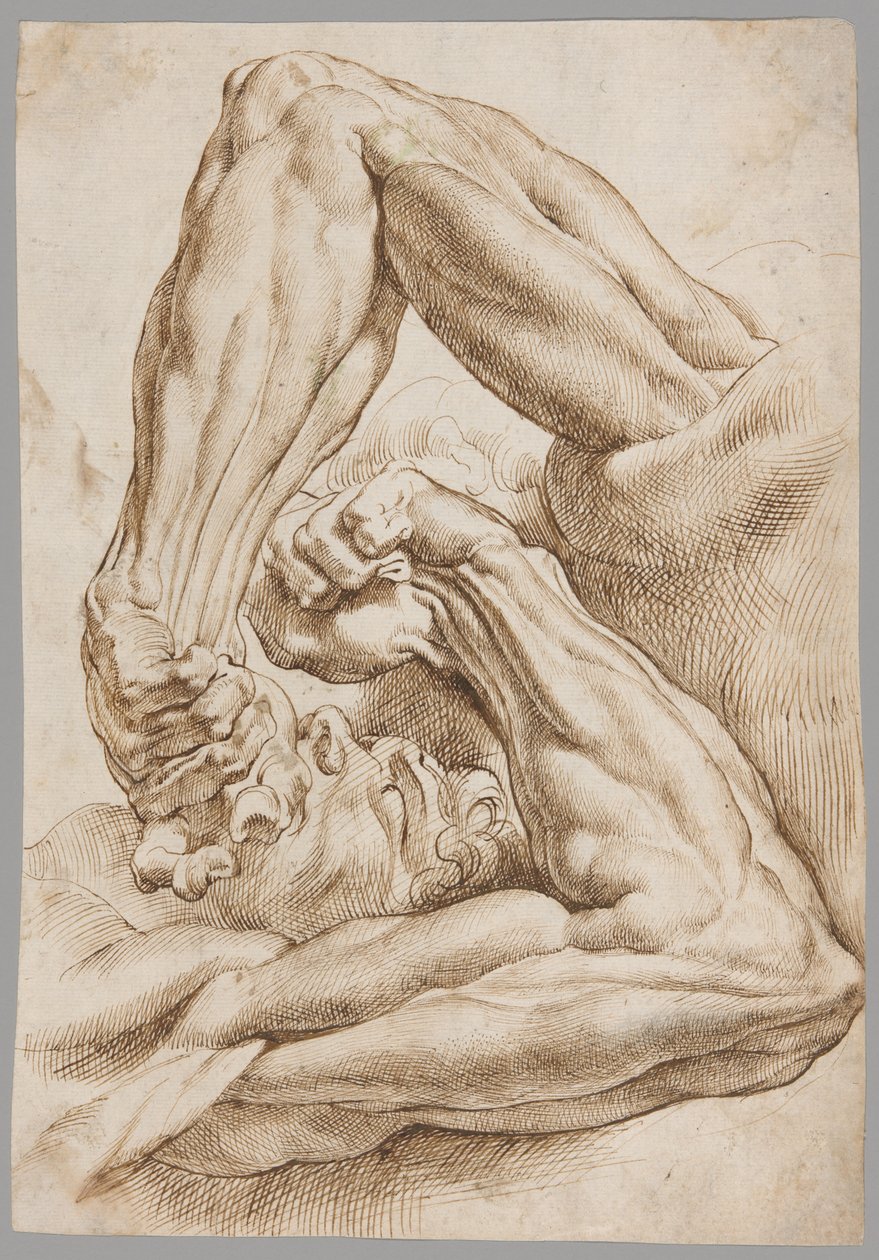 Arkusz badań anatomicznych autorstwa Peter Paul Rubens