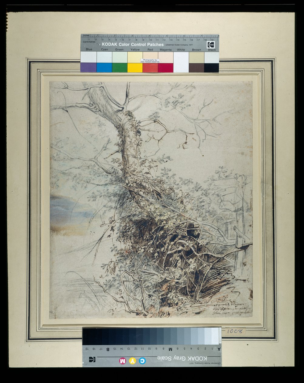Umierające drzewo, jego pień porośnięty jeżynami, obok ogrodzenia, ok. 1618-20 (pióro i tusz na kredzie z praniem na papierze) autorstwa Peter Paul Rubens