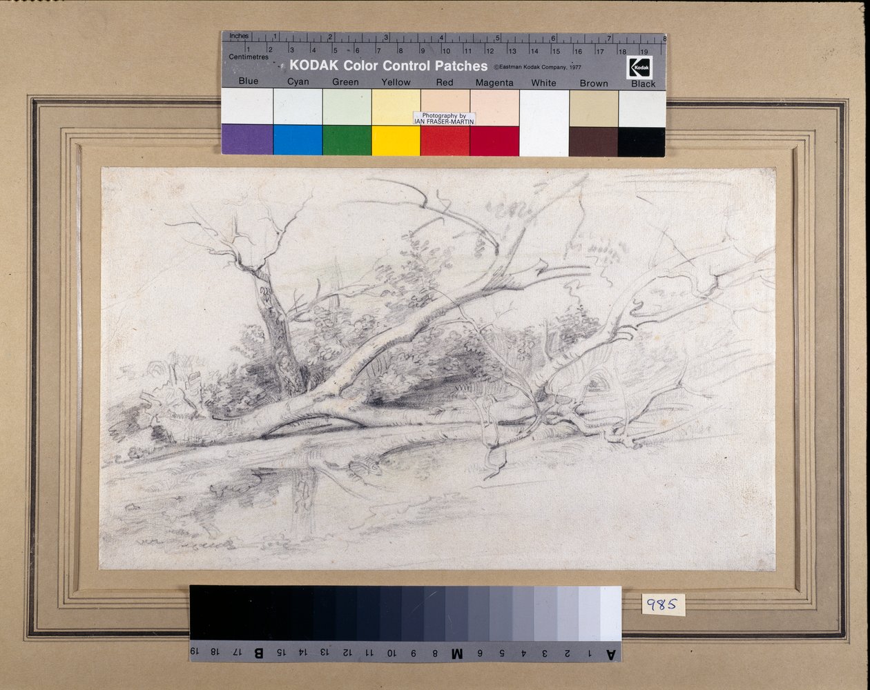 Zwalone drzewo leżące przy basenie, ok. 1630 r. (czarno-czerwone kredy z plamami na papierze) autorstwa Peter Paul Rubens