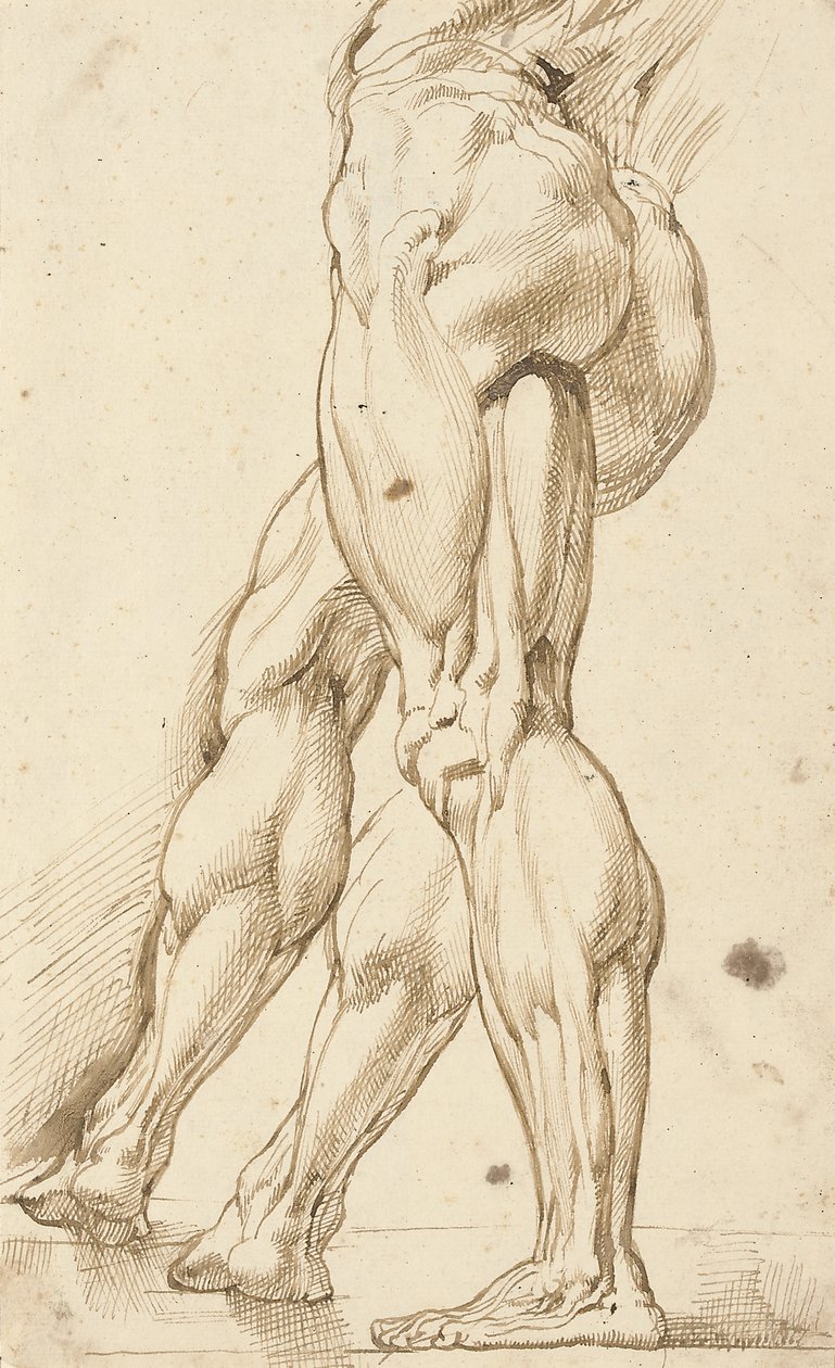 Ecorché studium nóg nagiego mężczyzny z dodatkowym studium prawej nogi autorstwa Peter Paul Rubens