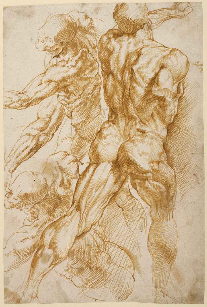 Badania anatomiczne autorstwa Peter Paul Rubens