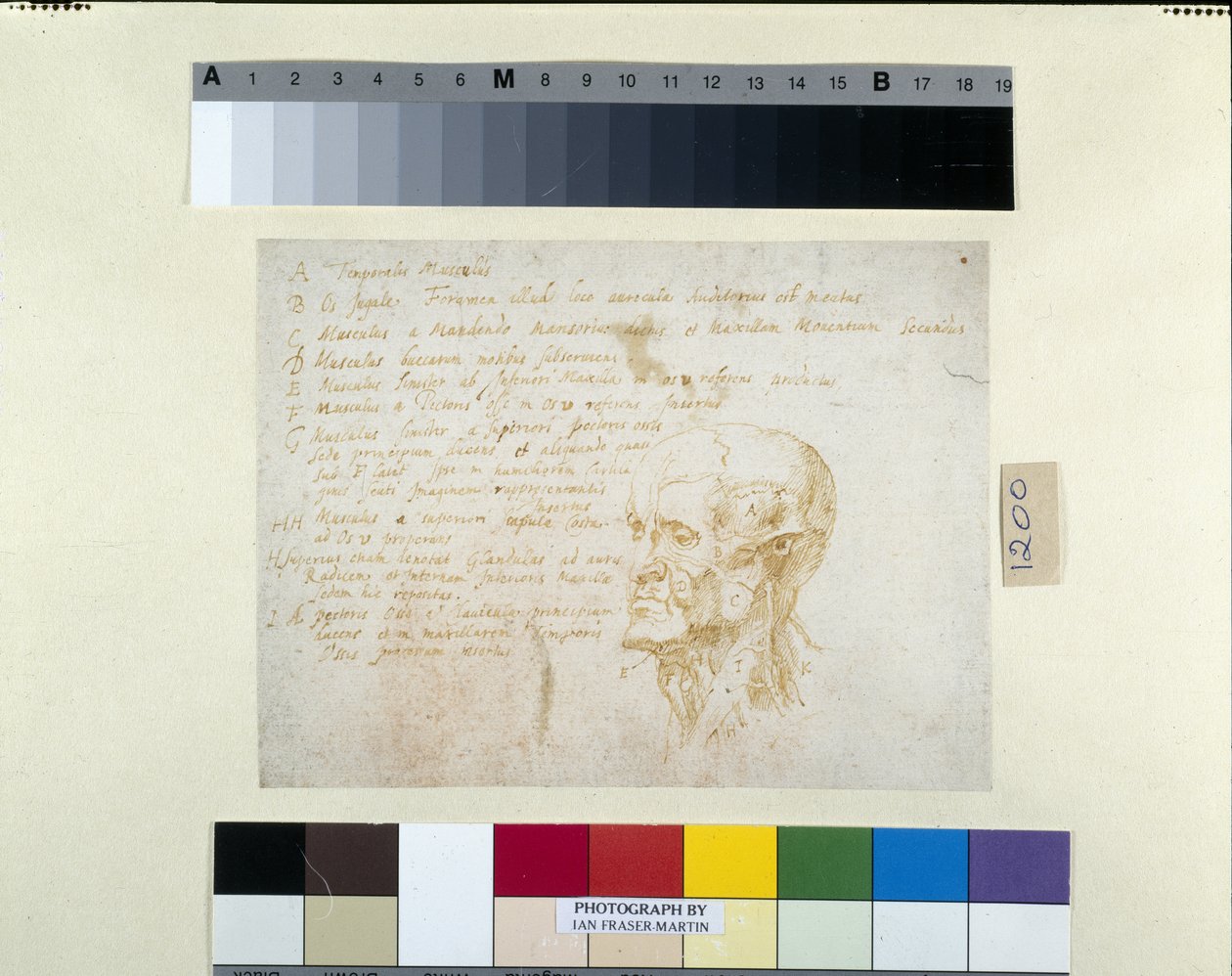 Głowa Ecorché z rysami Cesarza Galby (pióro i brązowy tusz na białym papierze) autorstwa Peter Paul Rubens