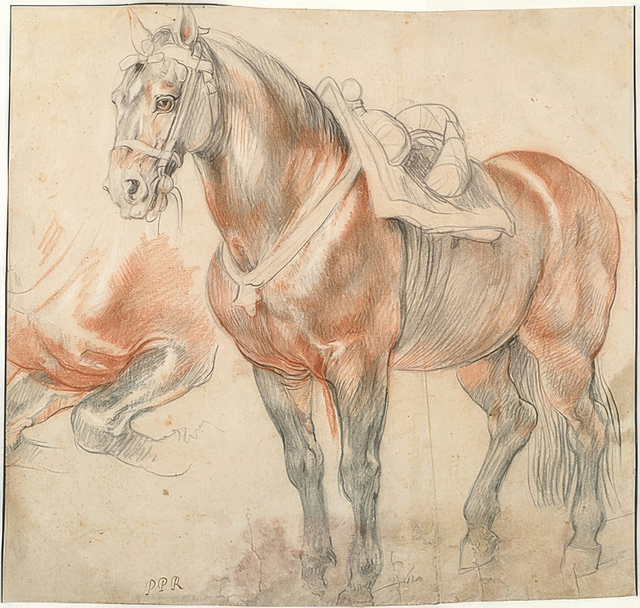 Osiodłany koń. około 1615-18 autorstwa Peter Paul Rubens