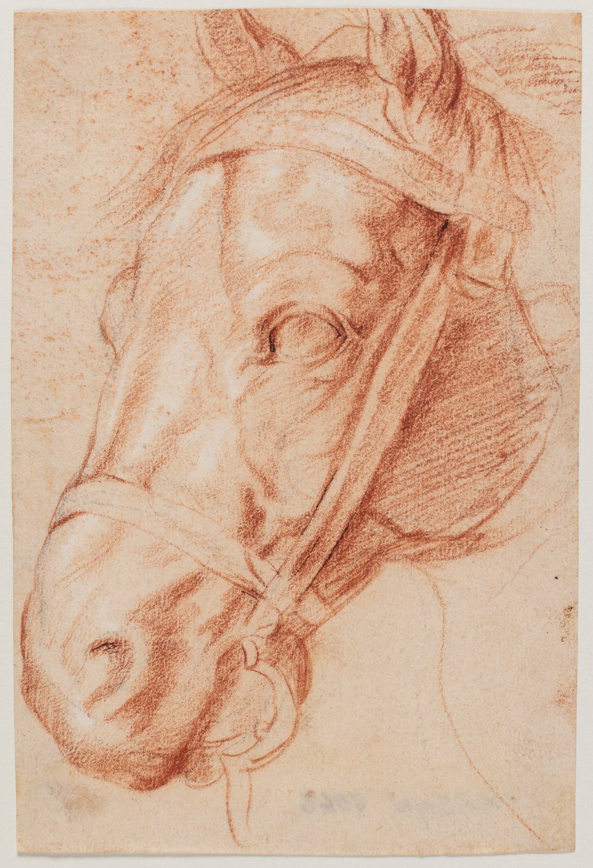 Głowa konia autorstwa Peter Paul Rubens