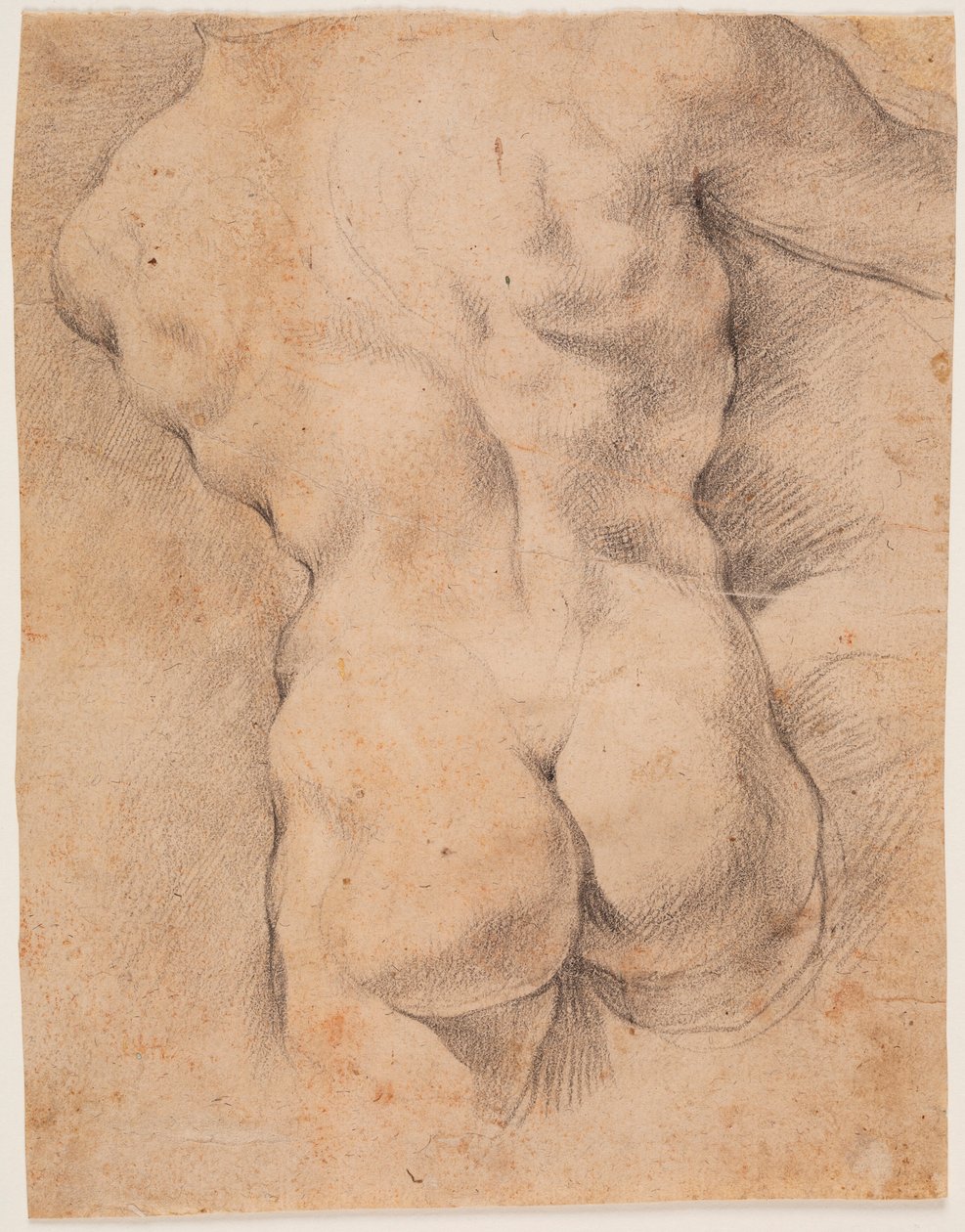 Męski tors widziany od tyłu autorstwa Peter Paul Rubens