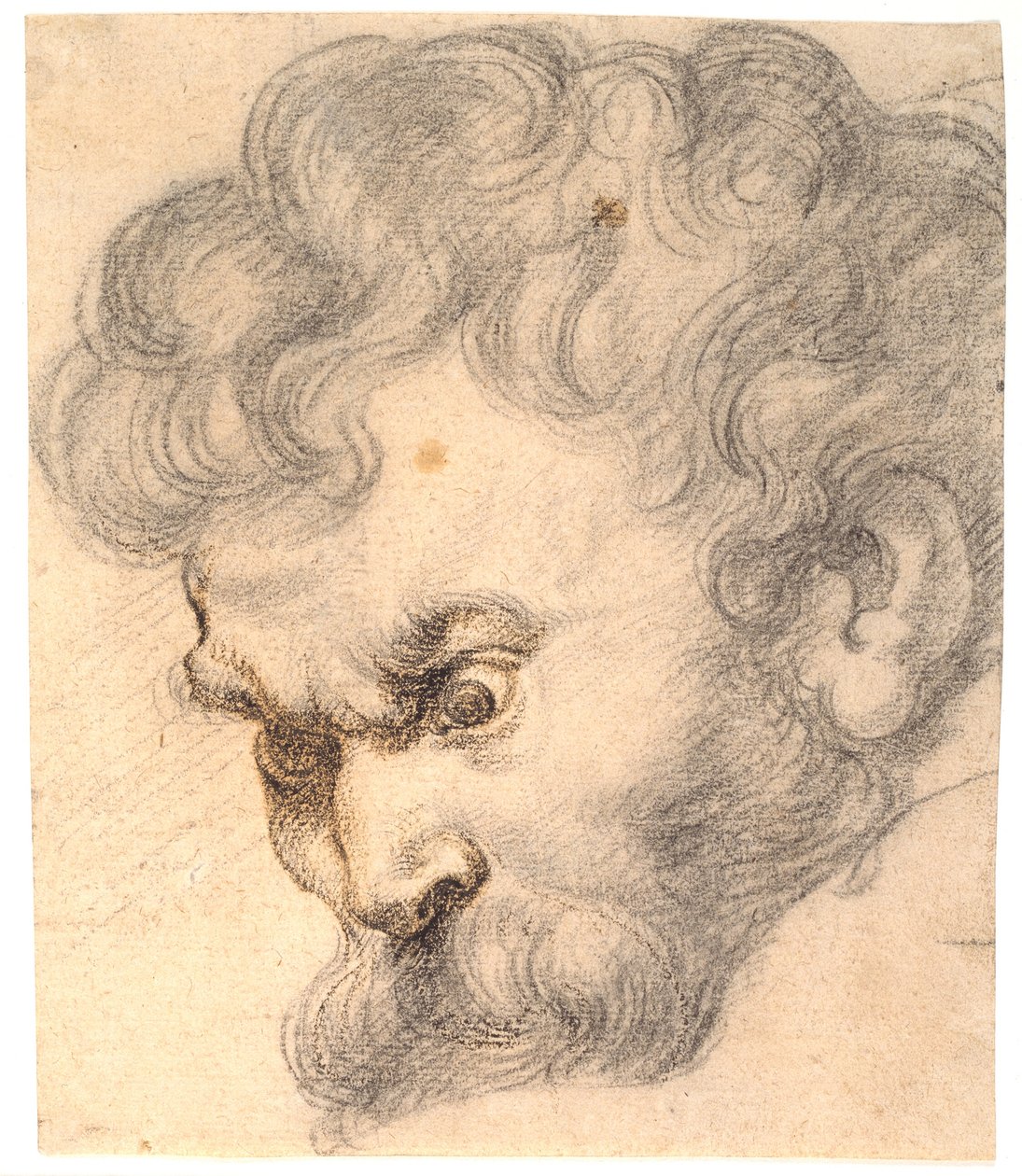 Studium do „Samsona i lwa”. Twarz Samsona autorstwa Peter Paul Rubens