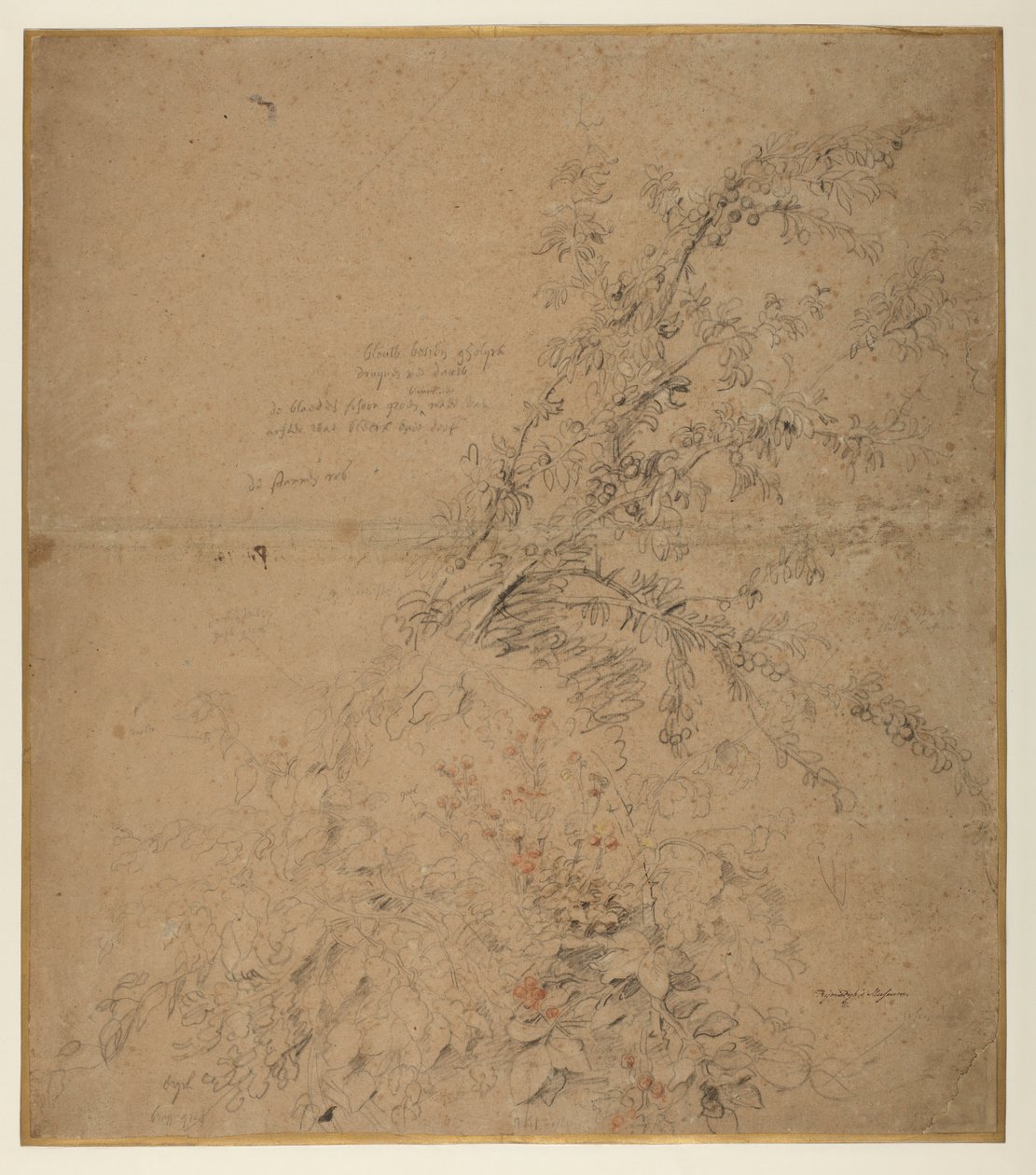 Studium tarniny z jeżynami i innymi roślinami, ok. 1620 r autorstwa Peter Paul Rubens