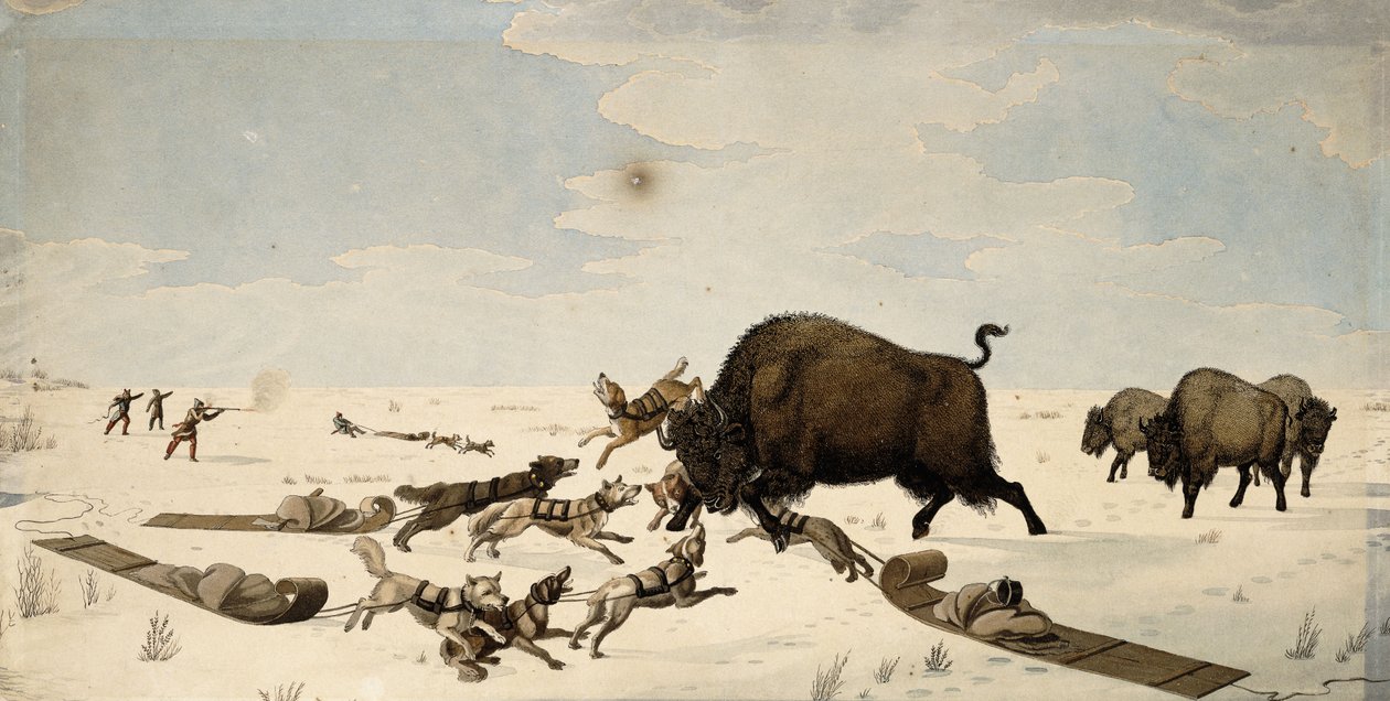 Polowanie na bizony, ok. 1822-1824 autorstwa Peter Rindisbacher