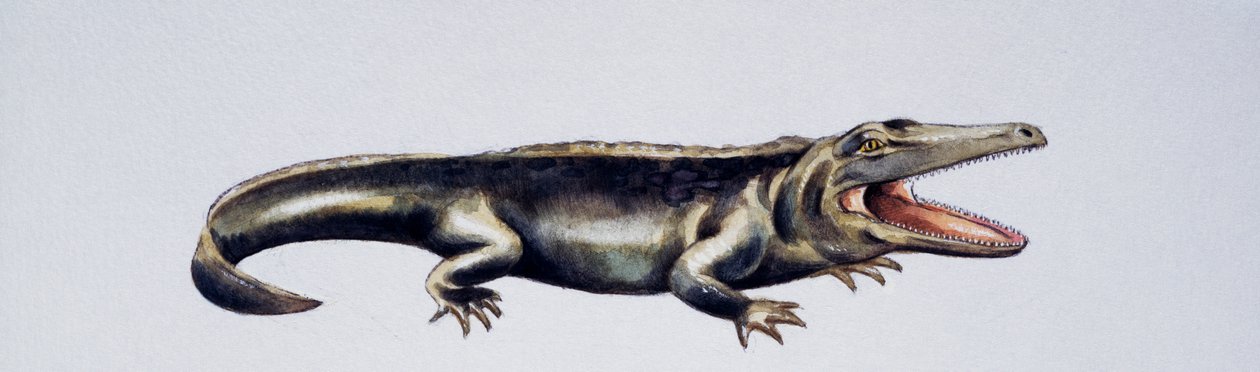 Cyclotosaurus sp, Mastodonsauridae, późny trias, dzieło Petera Rossa
(foto) autorstwa Peter Ross