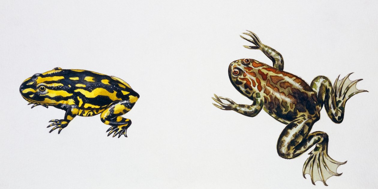 Triadobatrachus massinoti i Palaeobatrachus sp, dzieło Petera Rossa
(foto) autorstwa Peter Ross