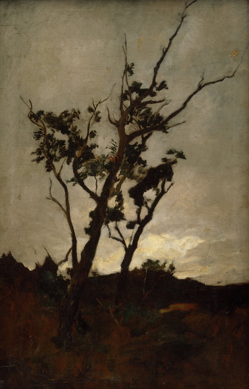 Badanie drzewa autorstwa Petrus van der Velden