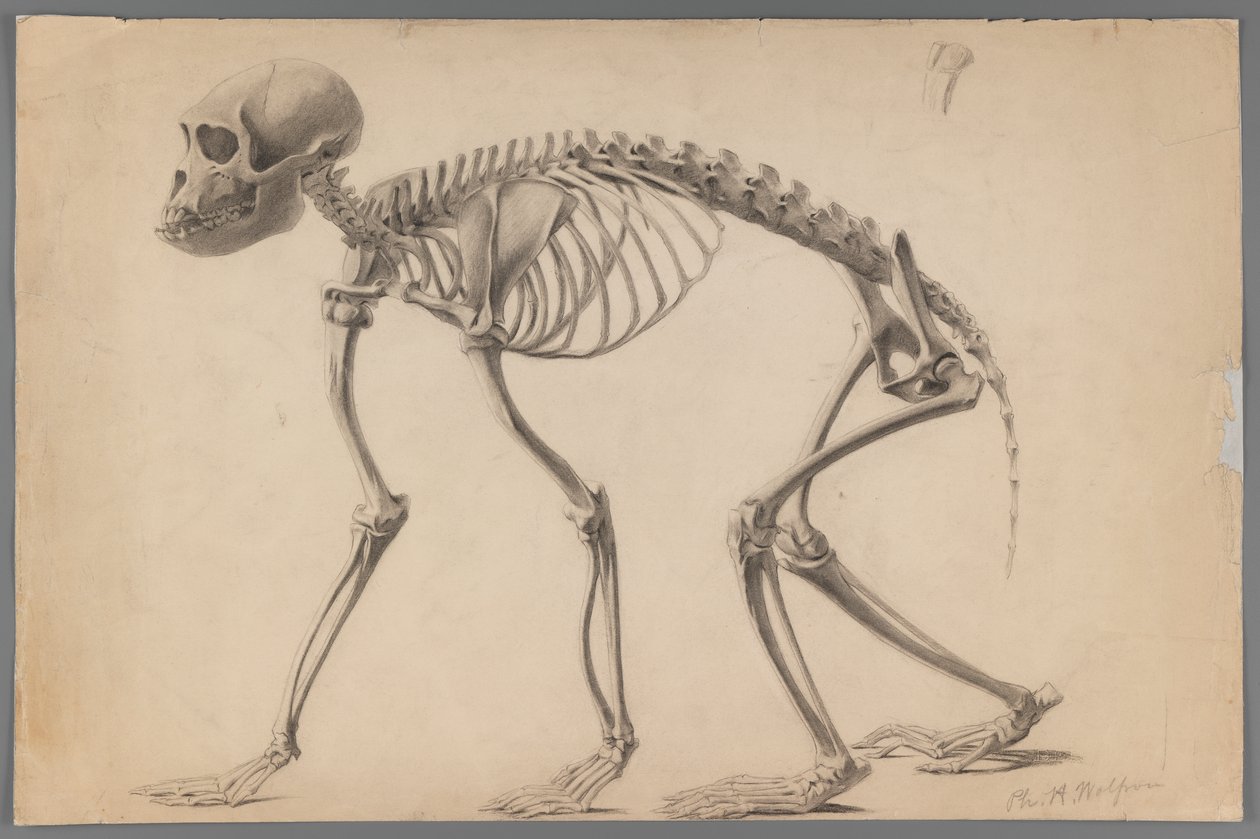 Szkielet prymasa (grafit na papierze) autorstwa Philip H. Wolfrom