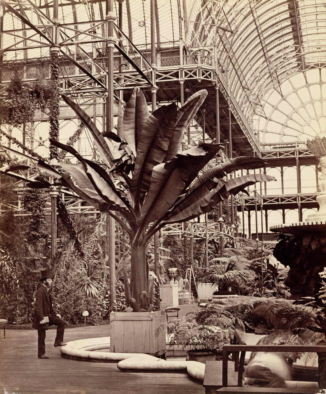 Rośliny tropikalne w pokoju egipskim, Crystal Palace, Sydenham, 1854 autorstwa Philip Henry Delamotte