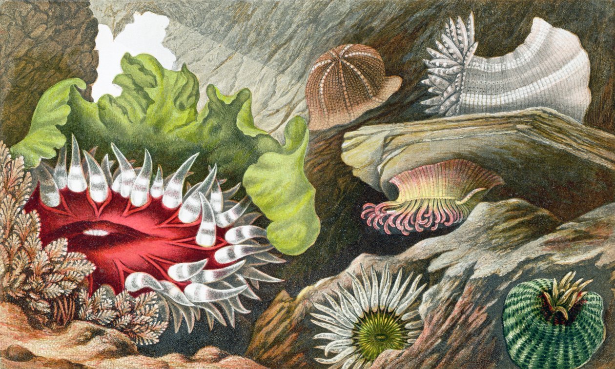 Gem Pimplet, Glaucus Pimplet i Red Speckled Pimplet, tablica IV z "Actinologia Britannica: A History of the British Sea Anemones and Corals", 1860 (chromolitho) autorstwa Philip Henry Gosse