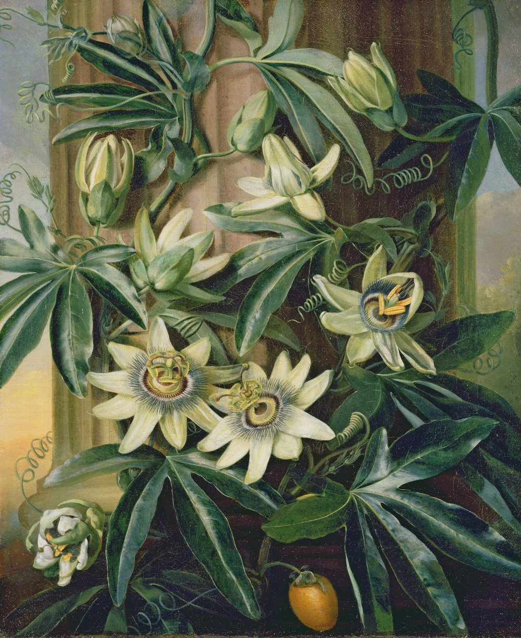 Niebieski kwiat passiflory dla 