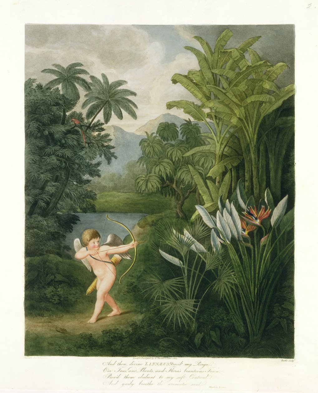 Pejzaż z Kupidynem celującym strzałą w papugę lub kwiat królowej, ze „Świątyni Flory” Roberta Thorntona, grawerowany przez Burke, wyd. 1803 autorstwa Philip Reinagle