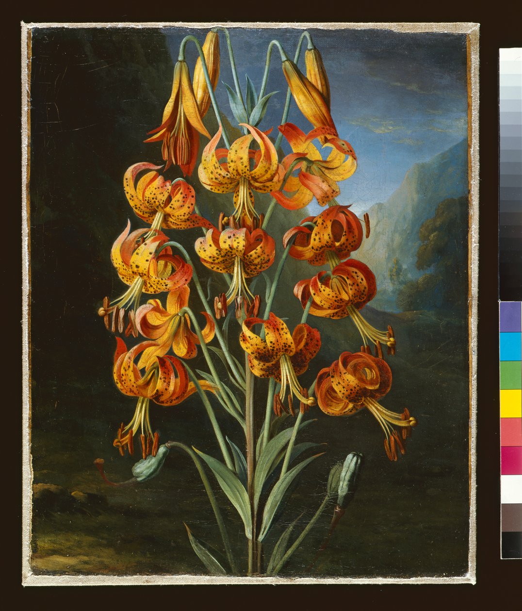 Lilium Superbum, namalowany dla R. J. Thorntona „Świątynia Flory, ok. 1798” autorstwa Philip Reinagle