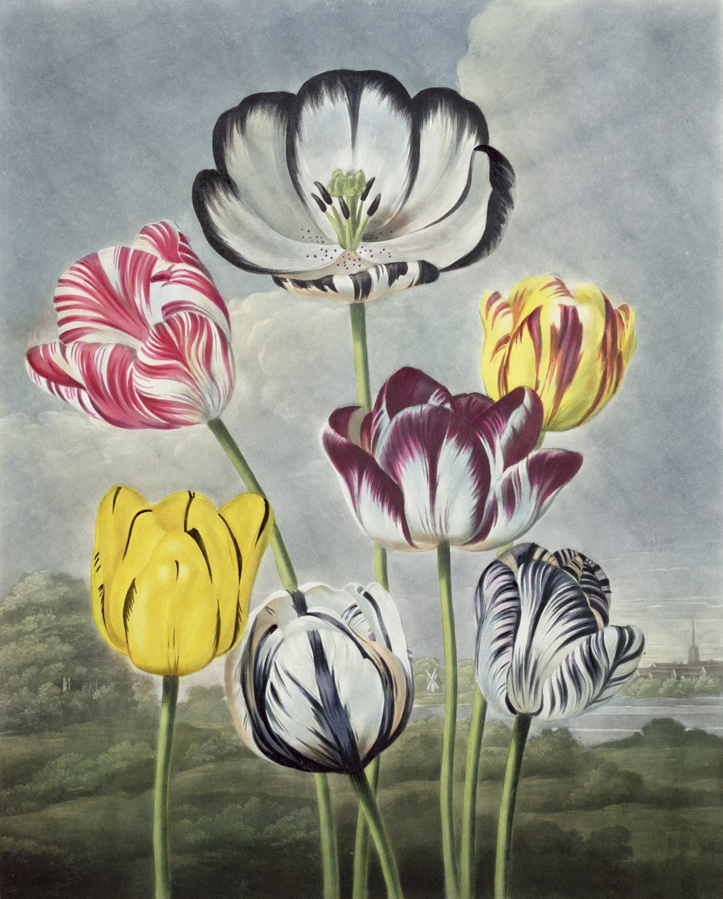 Tulipany, wyryte przez Earloma, z "The Temple of Flora" Thorntona, 1807 r. autorstwa Philip Reinagle