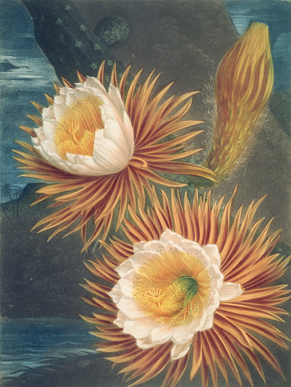 Cereus wiejący nocą, ze Świątyni Flory Roberta Thorntona, opublikowany w 1812 r. autorstwa Philip after Reinagle