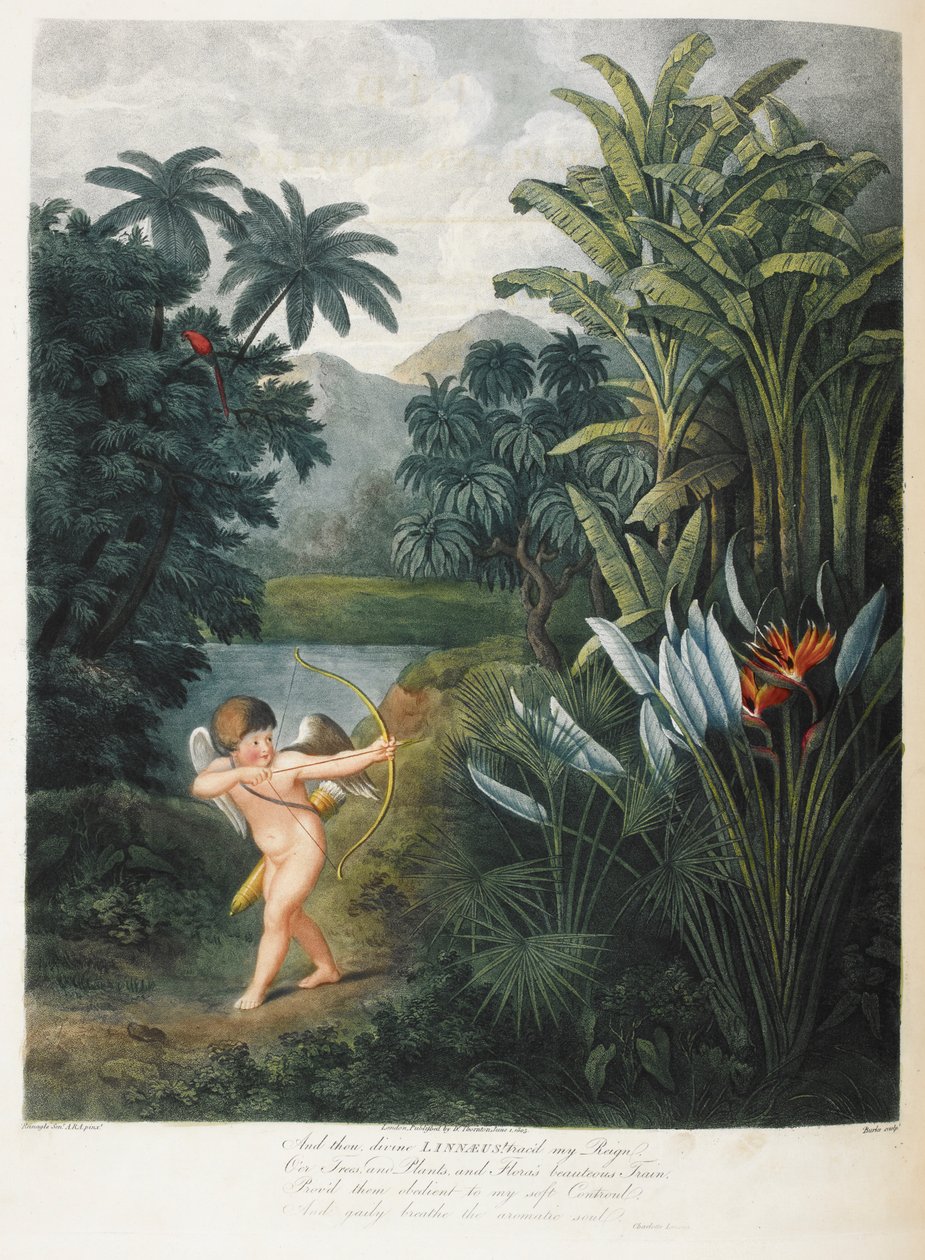 Amorek inspirujące rośliny z miłością. autorstwa Philip (after) Reinagle