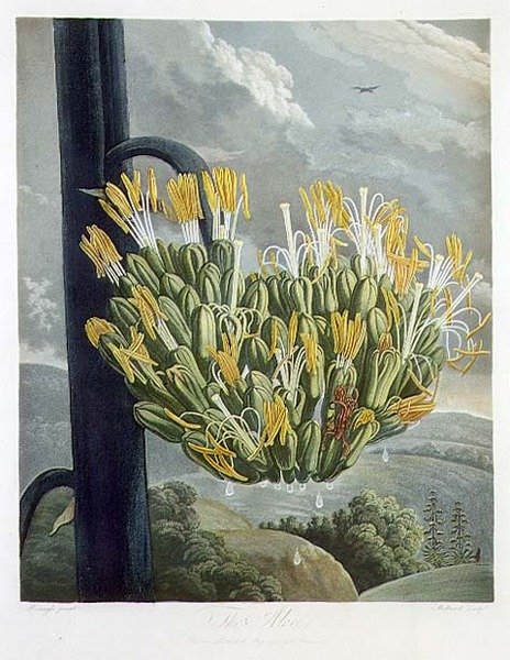Aloes, grawerowany przez Medlanda, ze „Świątyni Flory” Roberta Thorntona, wyd. 1798 (kolor lito) autorstwa Philip (after) Reinagle