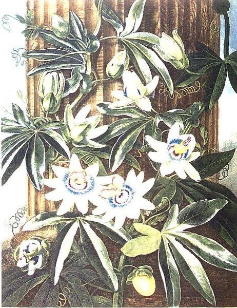 The Blue Passion Flower, grawerowany przez Caldwella, ze „Świątyni Flory” Roberta Thorntona, wyd. 1800 (kolorowy grawer) autorstwa Philip (after) Reinagle
