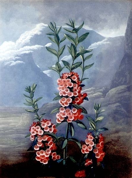 Kalmia wąskolistna lub górski laur rytowany przez Caldwella, ze „Świątyni Flory”, wyd. 1804 (kolorowa rycina) autorstwa Philip (after) Reinagle