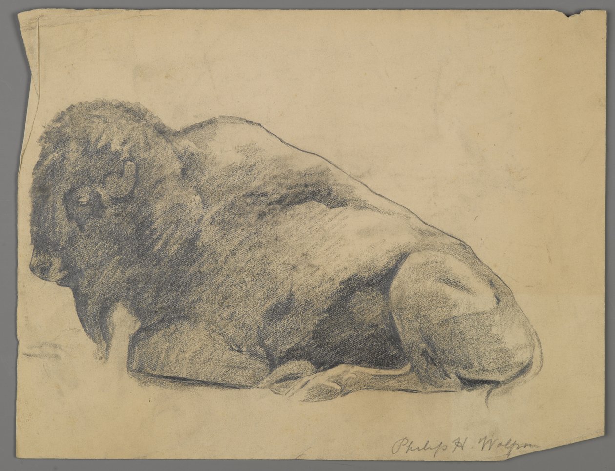 Żubr (grafit na papierze) autorstwa Philip H. Wolfrom