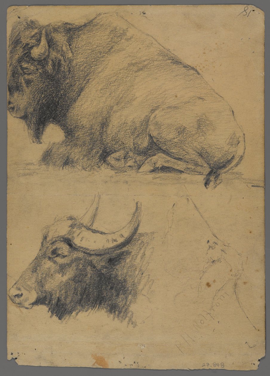 Żubr i głowa bawoła wodnego (grafit na papierze) autorstwa Philip H. Wolfrom