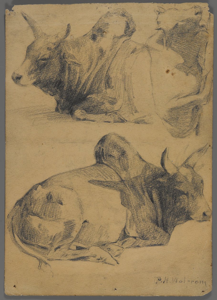 Byki bramińskie (grafit na papierze) autorstwa Philip H. Wolfrom
