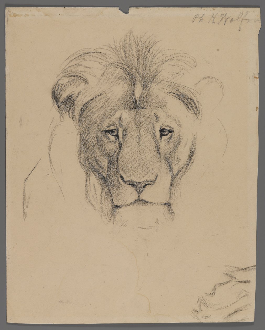 Głowa lwa (grafit na papierze) autorstwa Philip H. Wolfrom