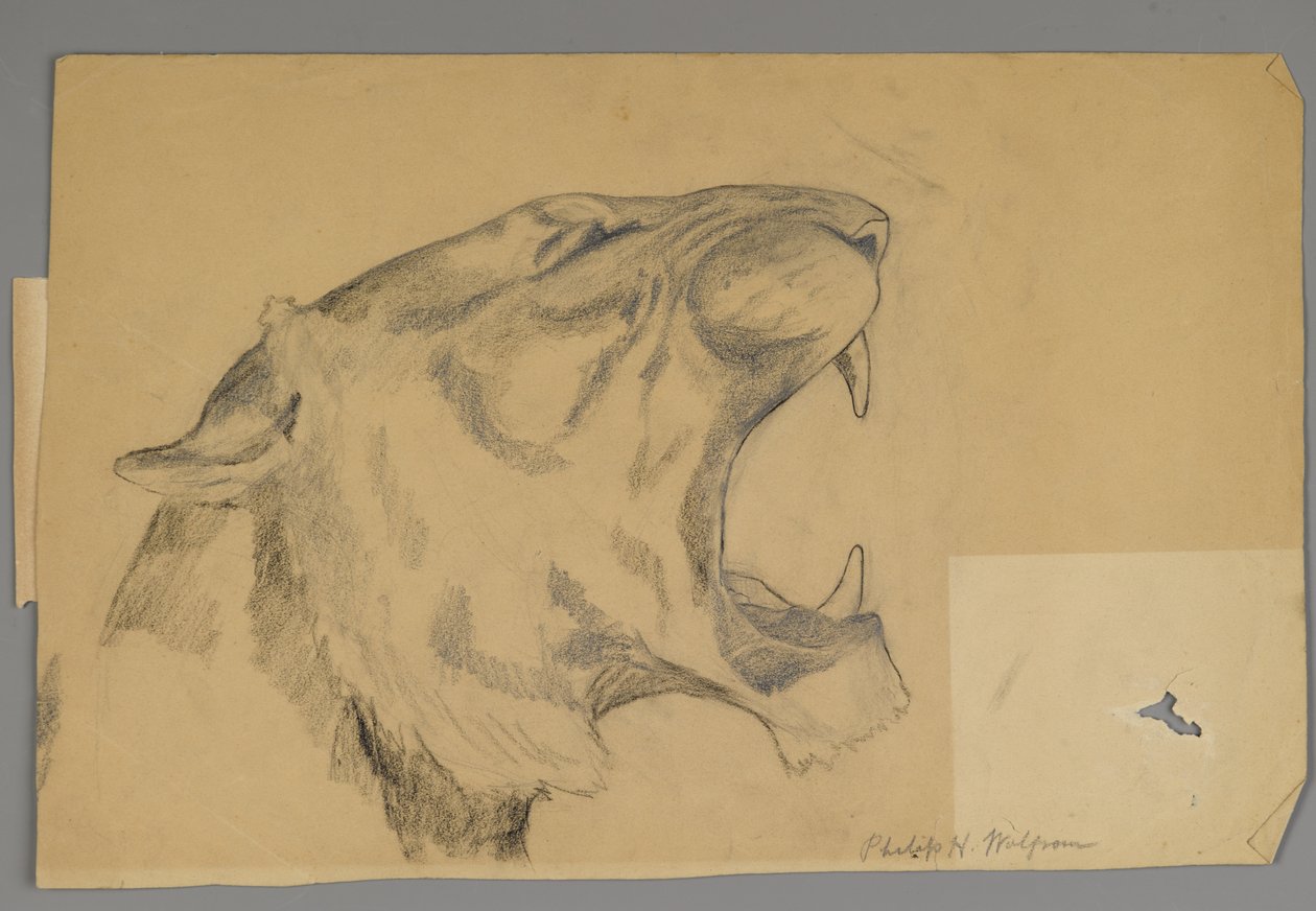 Głowa ryczącego lwa (grafit i węgiel na papierze) autorstwa Philip H. Wolfrom