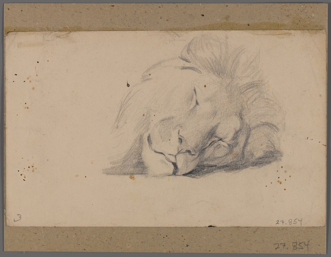 Głowa śpiącego lwa (grafit na papierze przymocowanym do maty okiennej) autorstwa Philip H. Wolfrom