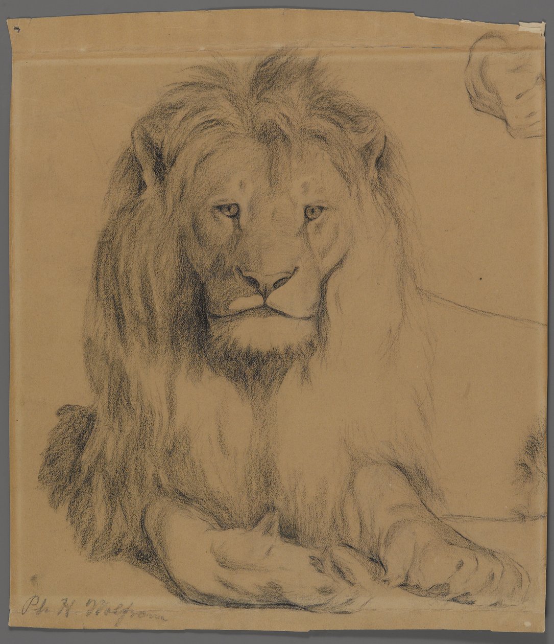 Lew (grafit na papierze) autorstwa Philip H. Wolfrom