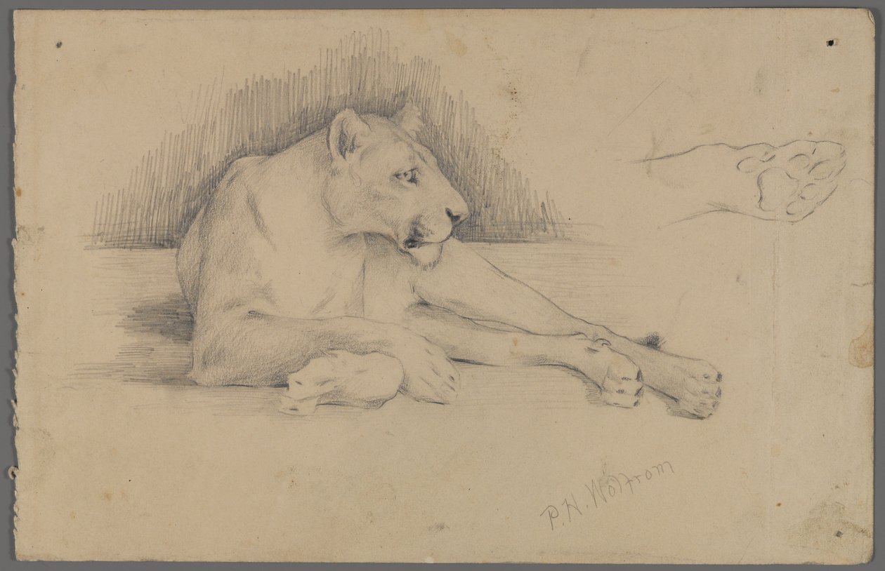 Siedząca lwica (grafit na papierze) autorstwa Philip H. Wolfrom